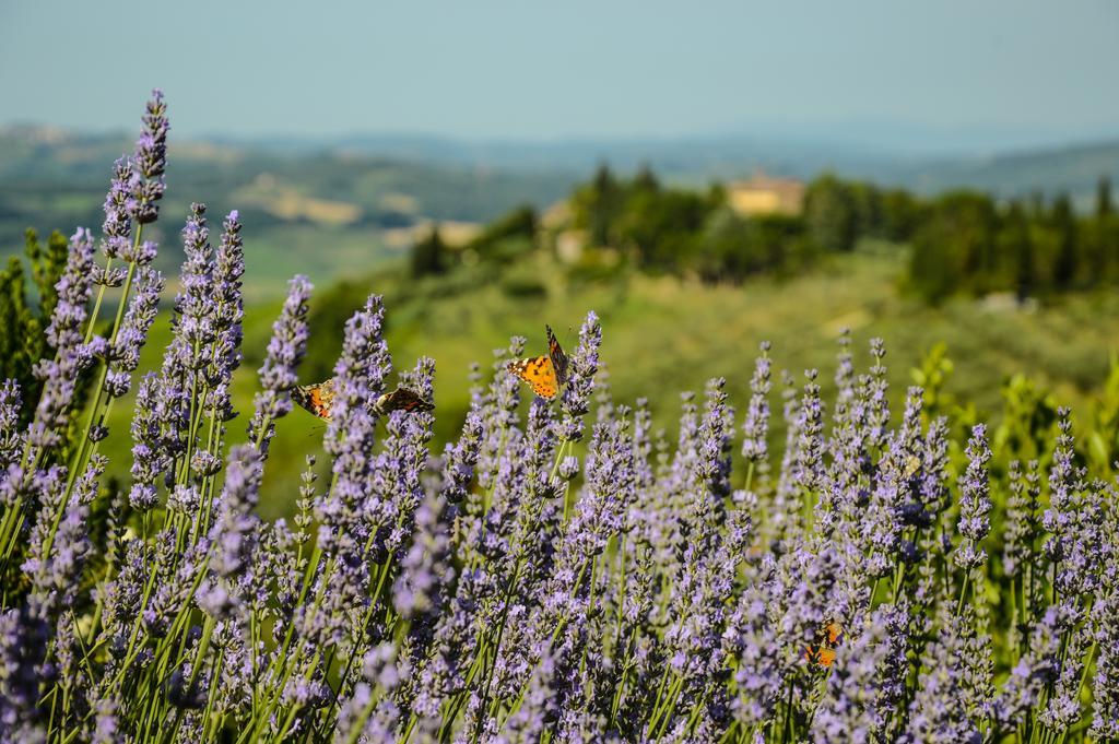 Adalberto - nella dimora di Fulignano San Gimignano Esterno foto